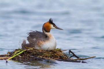 Great Crested Grebe, Podiceps cristatus, water bird sitting on the nest, nesting time, on the dark green lake, bird in the nature habitat