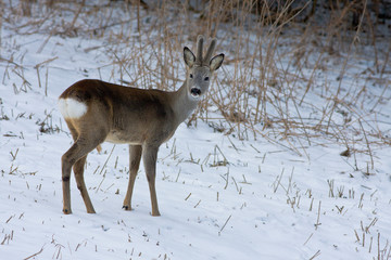 roe deer in winter Capreolus capreolus