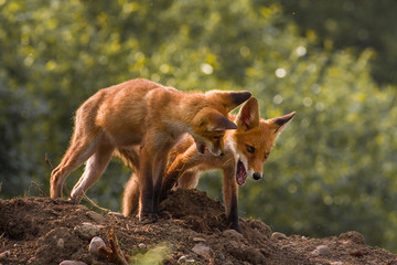 Two wild red foxes