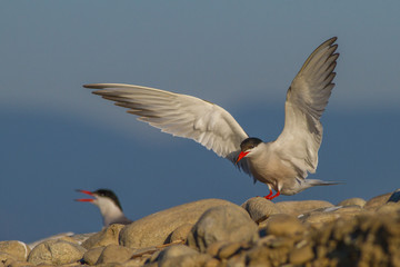 Common tern (sterna hirundo)