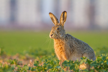 Lepus. Wild European Hare ( Lepus Europaeus ) Close-Up On Green Background. Wild Brown Hare With Yellow Eyes, Sitting On The Green Grass