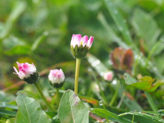 flower in the garden