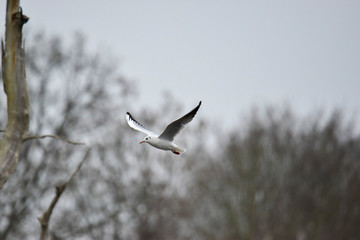 mouette des hauts de seine gracieuse 
