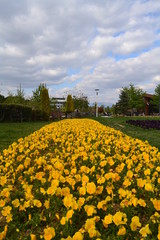 Obraz premium A park with a lake, many flowers and trees captured in daytime.