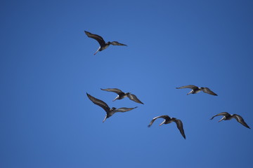 flock of seagulls flying in the sky