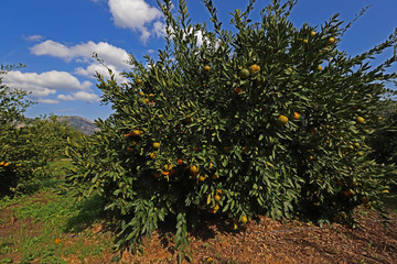 Natural satsuma tangerine trees in Turkey / İzmir / Gümüldür.
