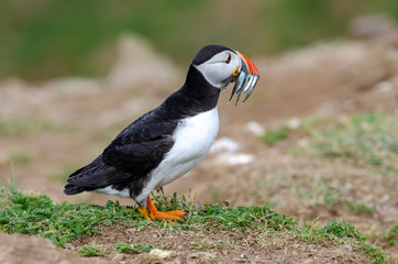 Atlantic puffin carrying sandeels to chicks