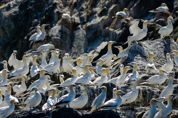Northern gannet colony on Grassholm island, in Pembrokeshire Coast National Park, UK
