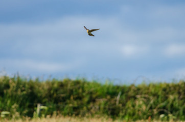 Skylark (Alauda arvensis), Pembrokeshire Coast National Park, UK
