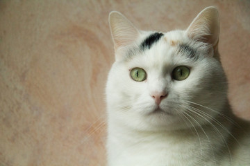 gatto tricolor su sfondo rosa