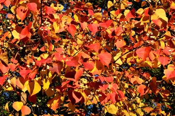 fall splendor