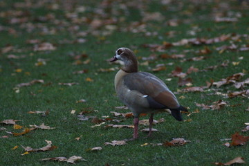 November in London
