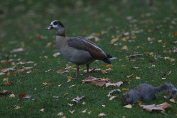 November in London