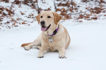 Foto auf Leinwand Alerte labrador pup ligt in de sneeuw © photoPepp
