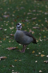 Obraz premium November in London