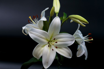 Fototapeta na wymiar Close up of white calla lilies on a dark background.
