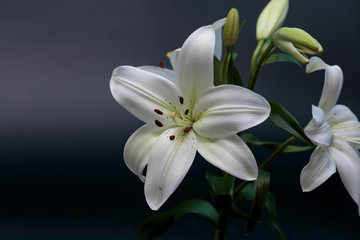 Fototapeta premium Close up of white calla lilies on a dark background.