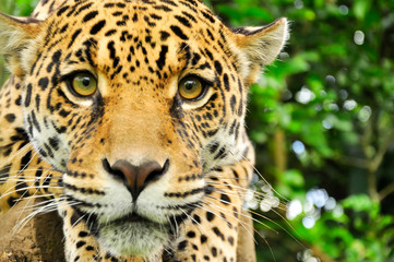 Fototapeta na wymiar Adult jaguar