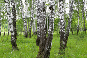 Fototapeta premium Beautiful birch trees