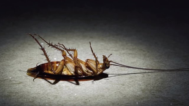 Spotlight closeup of a pesky cockroach lying on its back dying