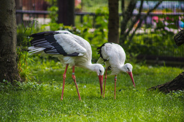 stork on grass