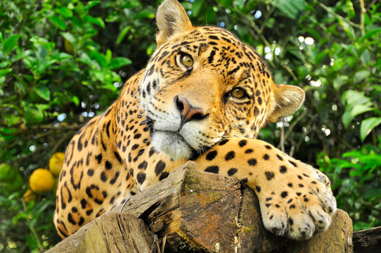 A close up of the head of an adult jaguar in the amazon rainforest