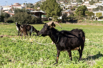 Fototapeta na wymiar The hornless goat on a mountain pasture