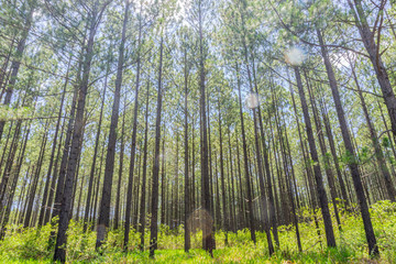 Pine forest from low angle view.