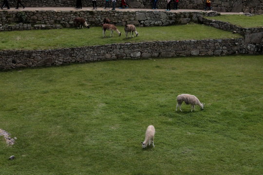 obejas en el camino del inca