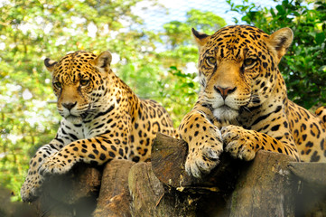 A close up of the head of two adult jaguar in the amazon rainforest