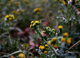 flowers in the garden