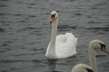 Obraz premium swan on lake