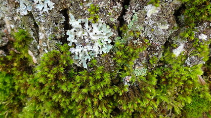 Old oak trunk and various species of moss on it.