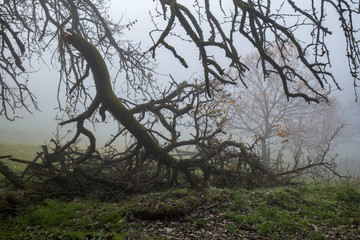 OBSTBAUM . GEBROCHENER AST . FRUIT TREE . BROKEN BRANCH