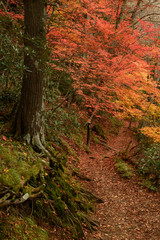 紅葉　湯ノ湖畔　遊歩道　ハイキング