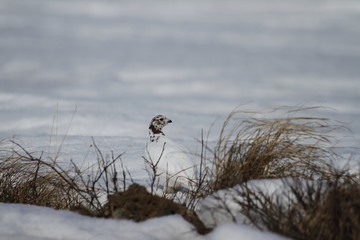 Willow Ptarmigan (Lagopus lagopus) hiding among willow branches with snow on the ground in spring, near Arviat, Nunavut, Canada