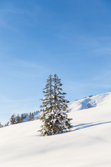 Pine tree standing in the middle of fresh white snow with a blue sky in the mountains of Kleinwalsertal in Austria