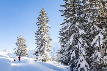 Kleinwalsertal, Austria, January 29 , 2019, With fresh snow covered pine trees in the mountains and person snowshoeing with a dog