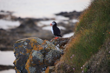 Puffin on the Latrabjarg cliffs, Westfjords, Iceland.