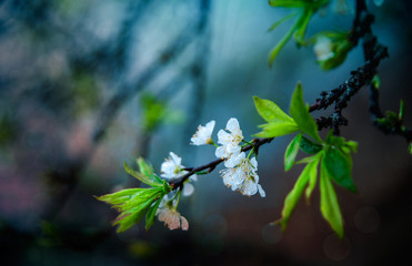 branch of a tree