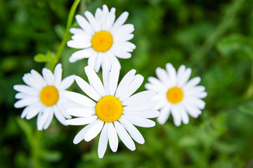 Wild white and yellow daisies close up in a green field in the spring on a sunny day in the Netherlands seen from above