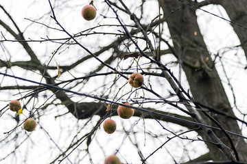 apples on a tree