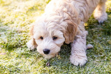 Cream Australian Labradoodle pup playing in the garden on the green grass looking at you
