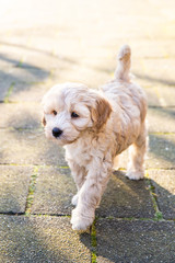 Cream Austrialian  labradoodle pup with her tong out on a orange dog leash walking on the street on a sunny day