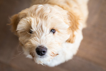 Cream Australian Labradoodle pup standing inside looking up seen from above