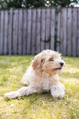Cream Australian Labradoodle pup laying down in the garden on the green grass looking to the side