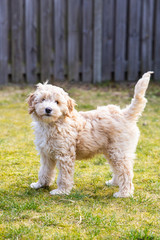 Cream Australian Labradoodle pup standing in the garden on the green grass looking at you