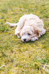 Cream Australian Labradoodle pup laying down in the garden on the green grass 