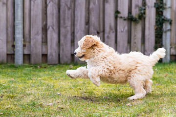 Cream Australian Labradoodle pup playing in the garden on the green grass with her paw in the air
