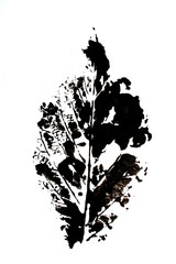 Naklejka premium Abstract Black Paint Print of a Large Maple Leaf Ink Blot